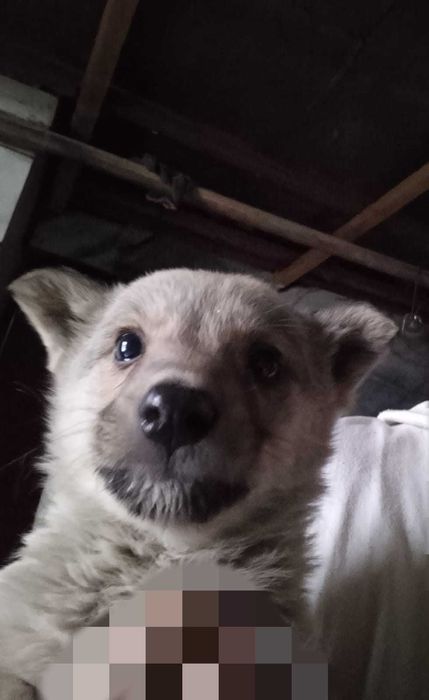 Отдам щенков в хорошие руки.