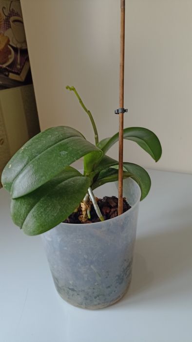 Архидеи (2шт)     .