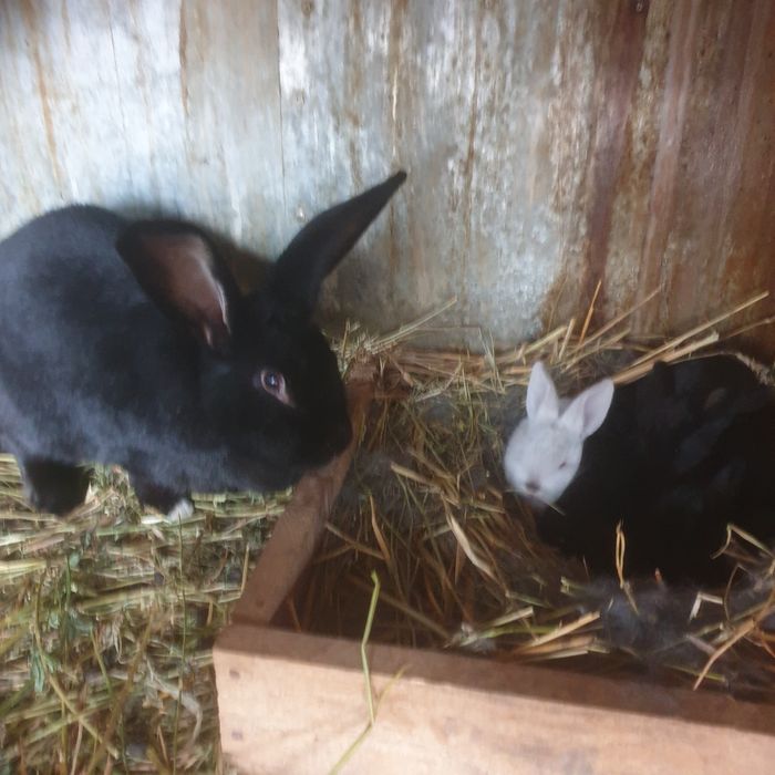 Vind iepuri rasa mixtä 100 lei buc