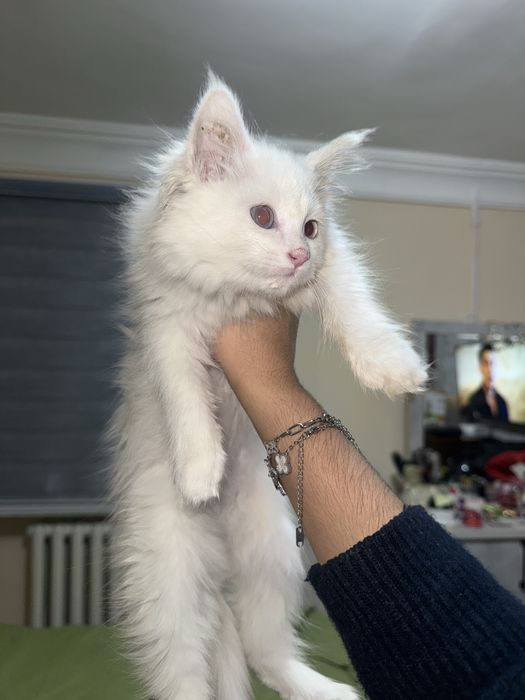 Продаю домашнюю котёнка