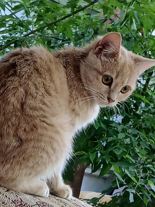 Отдам кошку в добрые руки