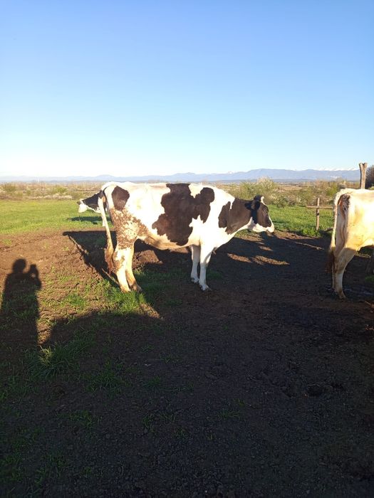 Vaci și juninci de vânzare