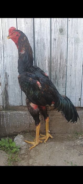 Дакан петух корпус