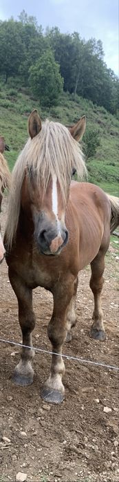 Vand armasar  de 4,5 ani