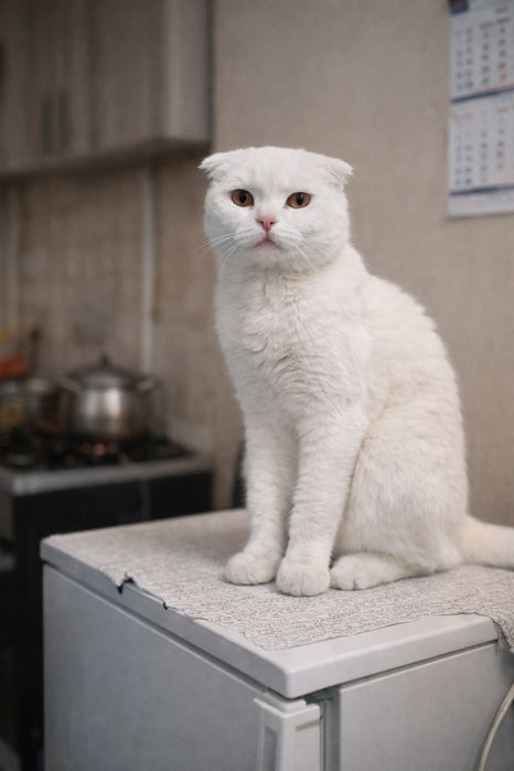 Продается кот, мальчик и девочка порода скоттиш фолд