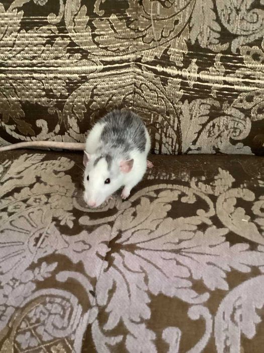 Маленькая девочка-крыска ищет заботливый дом