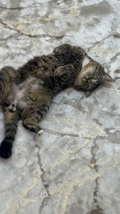 Отдам кота в добрые руки