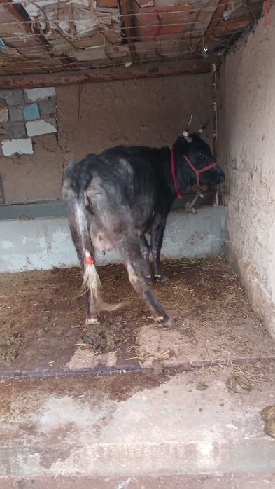 Бұзаулы сиыр сатылады туркестан