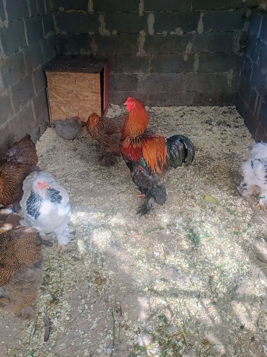 Găini brahma HD și potarnichiu de vânzare