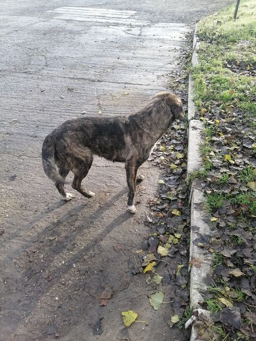 Donez catei de rasa  are vaccin