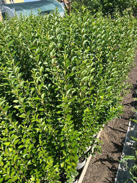 Лигуструм овалифолиум