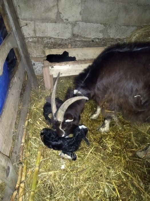 Capre fătate bune. Dumbraveni • OLX.ro
