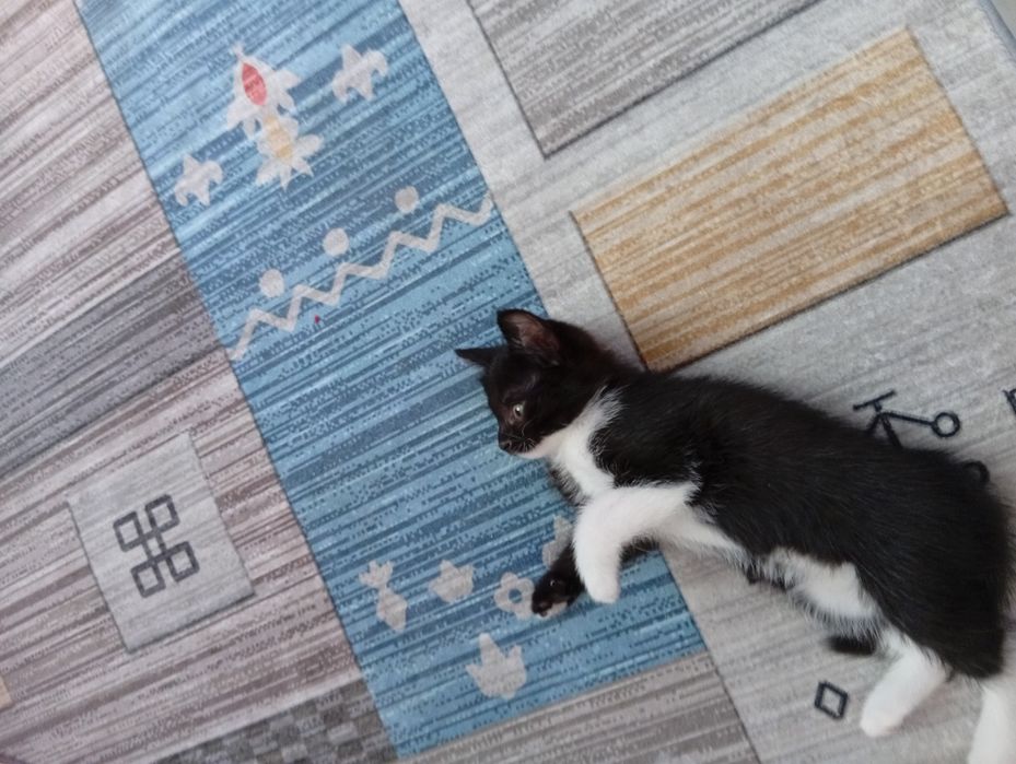 Котята отдам в добрые руки