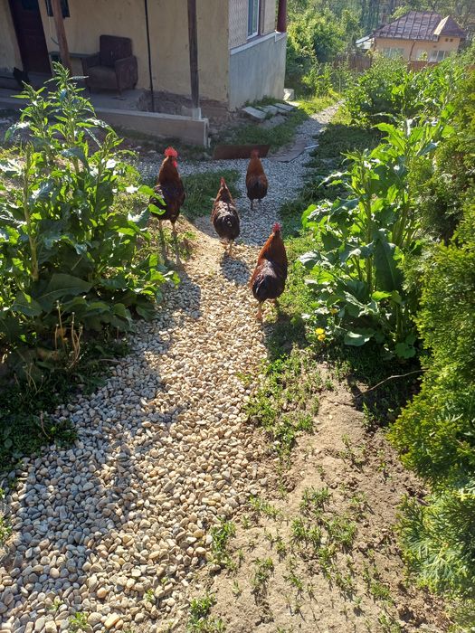 Cocoși Marans negru aramiu