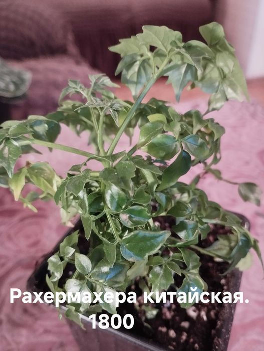 Продам комнатные растения