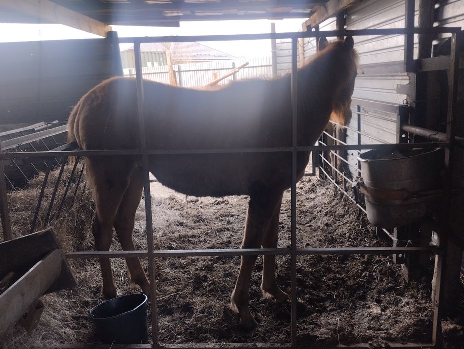 Продам.  Жеребчика