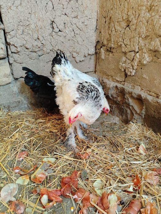 Bramma xo'rozla sotiladi