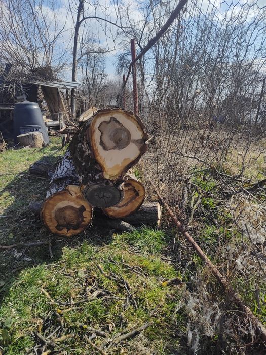 Trei bucăți de trunchi de nuc de vanzare