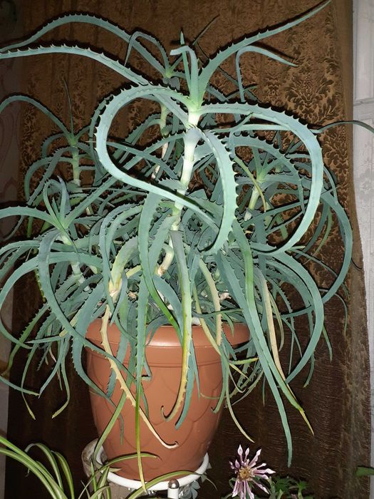 Алое Вера лечебно на стръкове