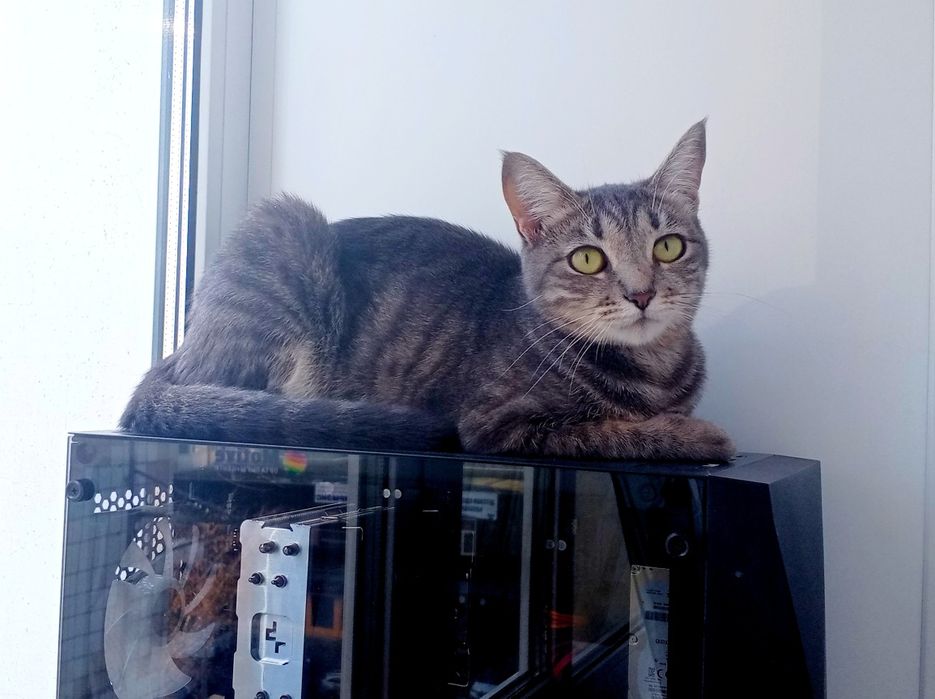 Котёнок 7 мес девочка
