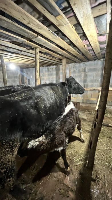 Продается корова с теленком