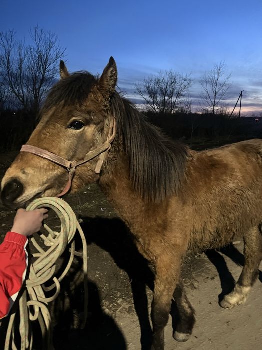 лошадь 1.5год обученный