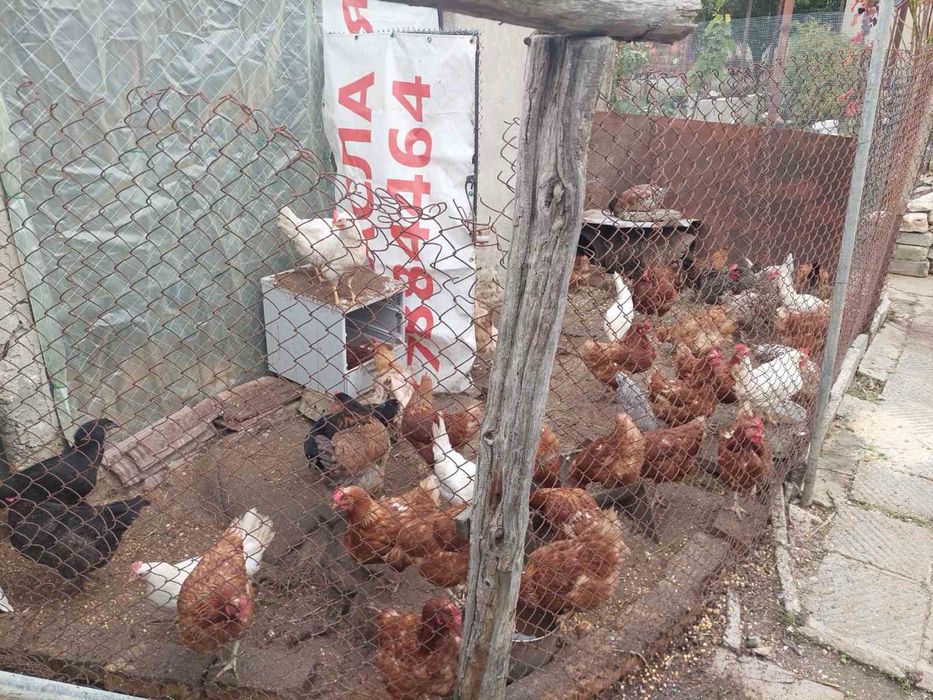 Продавам петли и кокошки