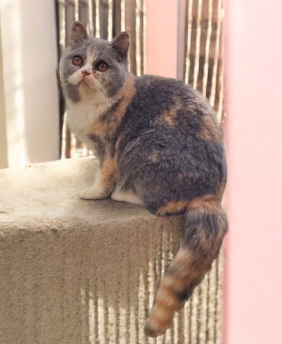 Pisica British Shorthair