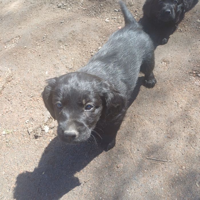 Отдам в добрые руки щенков девочек.