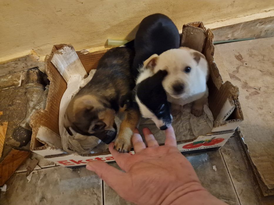 Подарявам ваксинирани кученца