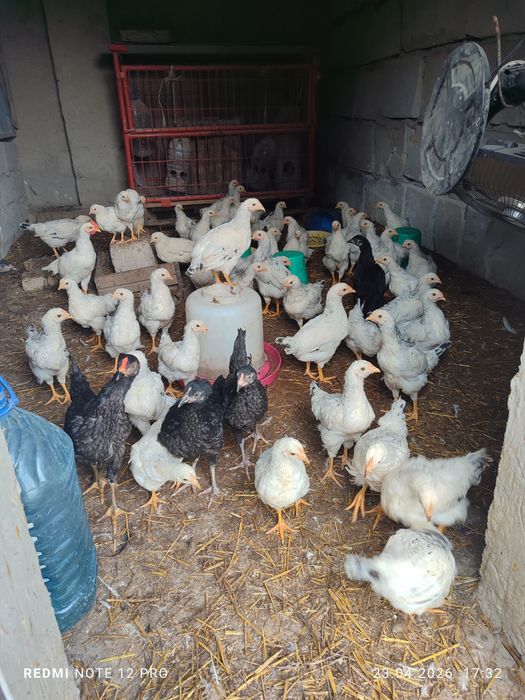 50 та адлер 5 та кора товук сотилади