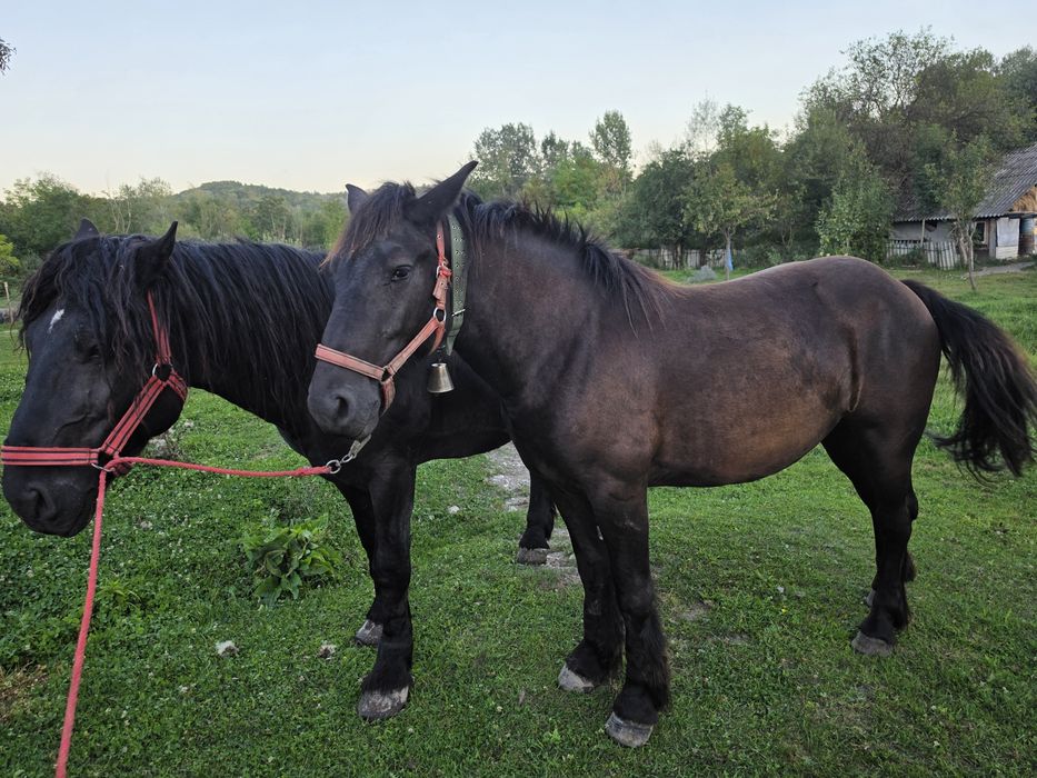 De vânzare  mânză de 2 ani și armăsar de 4 ani.