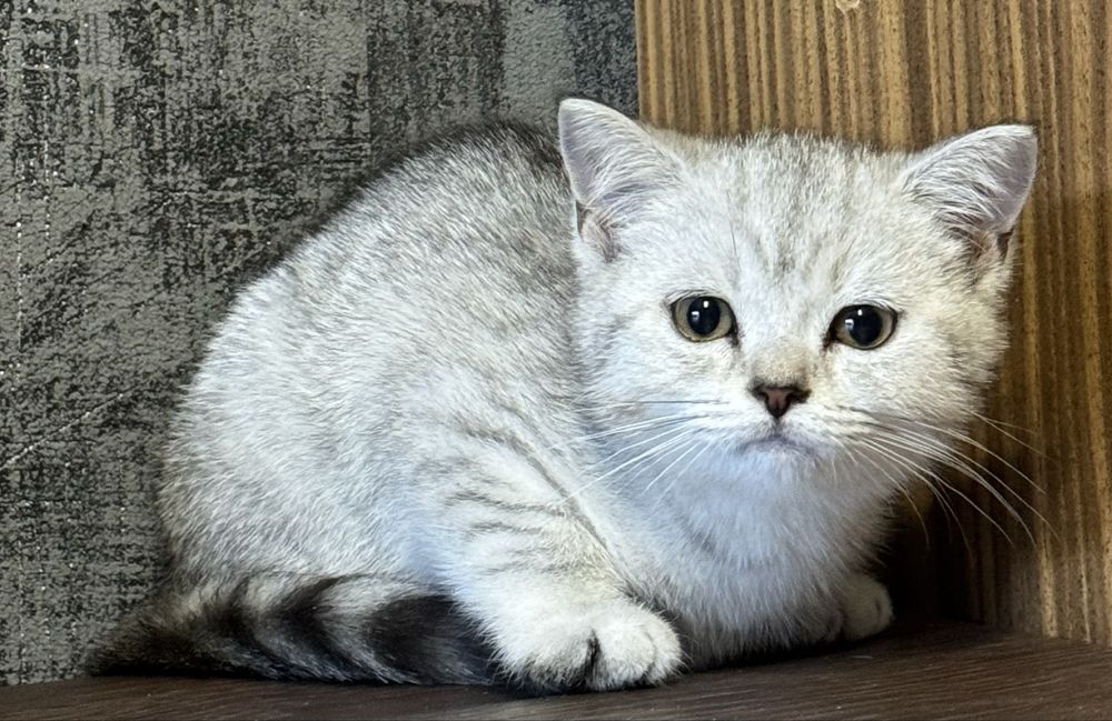 Шиншилла серебро малыши
