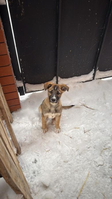 Отдам в хорошие руки