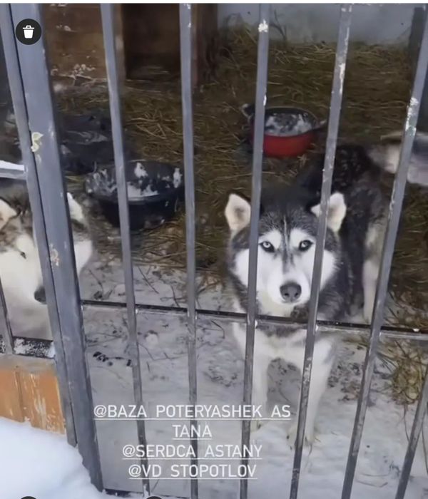 В хорошие руки собаки и кошки.