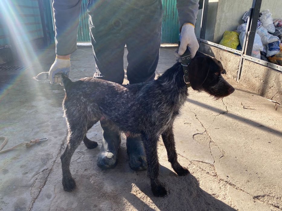 Продается дратхар девочка