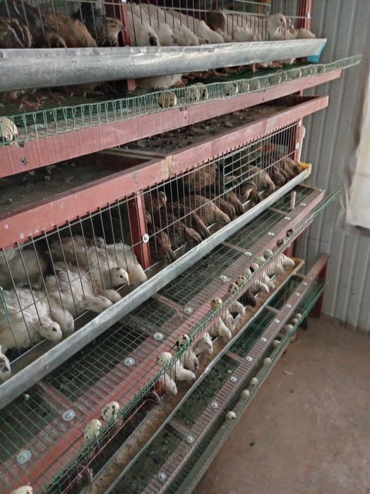 Бедана тухумлари. Перепелиные яйцо