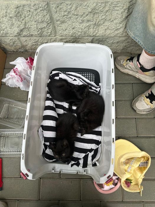 Отдам чёрную кошечку в добрые руки