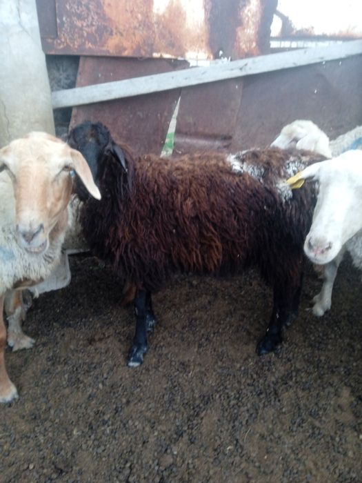 Еркек Бағлан продается