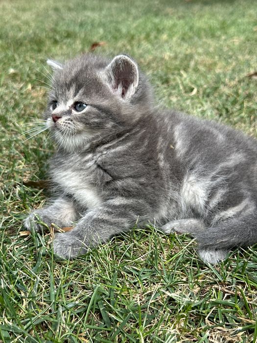Котята британские