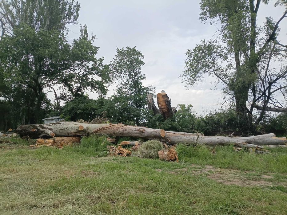 Бесплатно на дрова