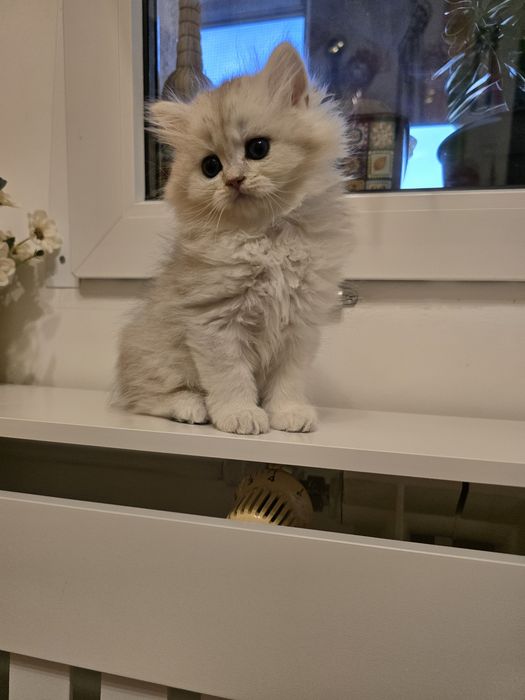 Pui pisică british longhair
