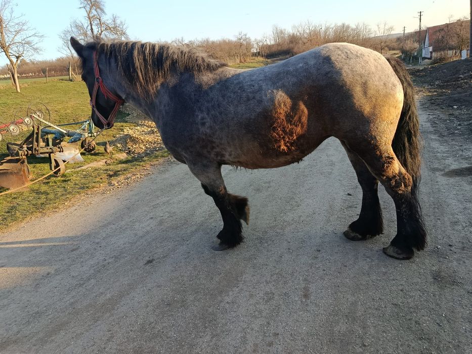 Vând manza de 3 ani jumate