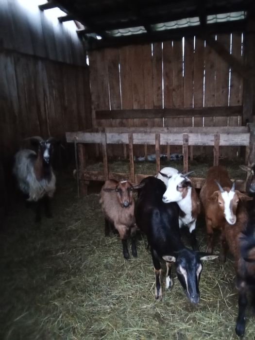 Vând 8  Capre tinere.