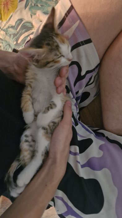 Отдам котёнка девочку