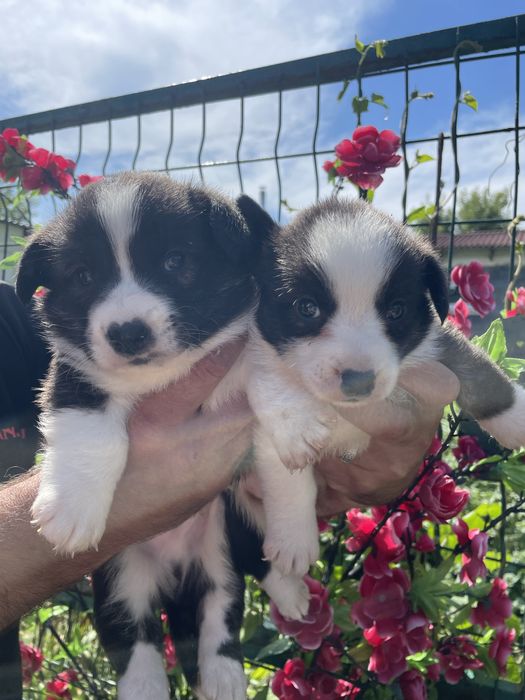 Щенки вельш корги