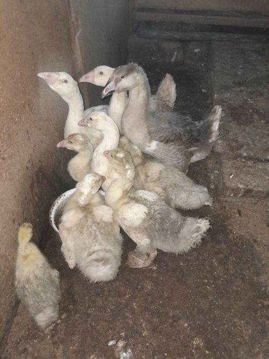 Продам гусят домашних.