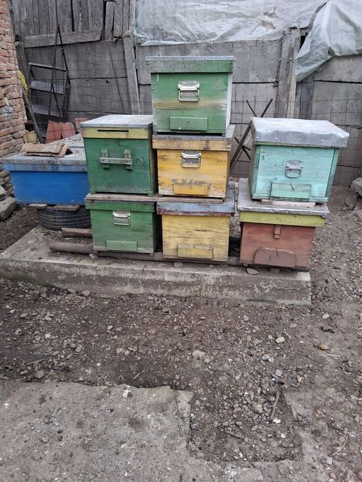 Vând stupi pentru miere