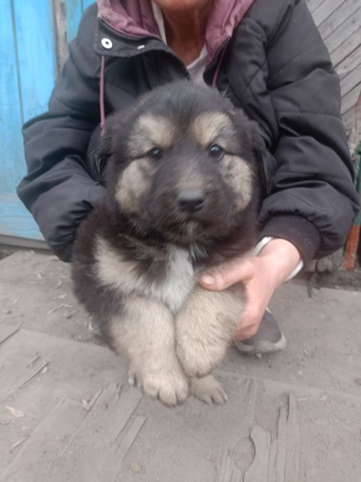 Отдам в добрые руки