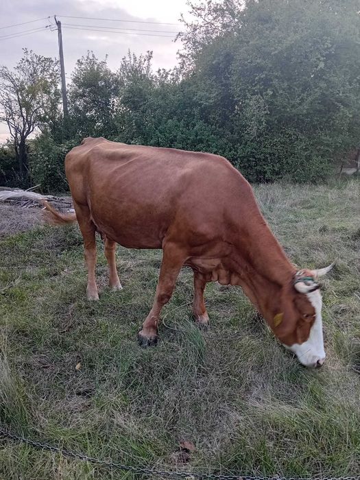 Vacă de vînzare.